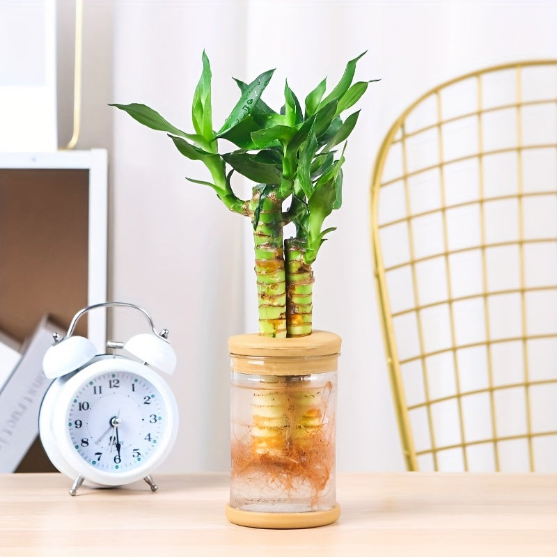 3pcs Hydroponic Plant Vases - Soilless Growing Pots with Lids, Durable ABS Plastic Indoor/Outdoor Planter for Herbs, Succulents, Small Plants, Bohemian Style Garden & Home Decor, Flower Pots