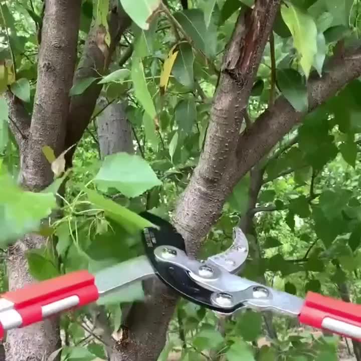 Heavy-Duty Garden Pruning Shears with SK5 Blades, Suitable for Thick Branches - Manual Non-Electric Professional Grade, Ergonomic Handle, Durable Metal Blade and Comfortable Grip - Home Gardening Fruit Tree & Branch Trimming
