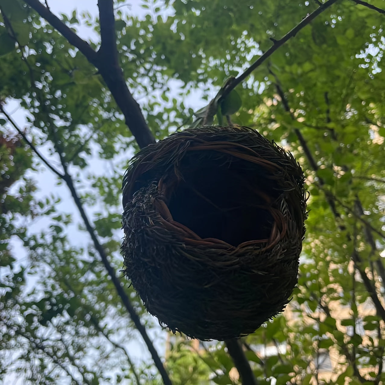 1pc Handmade Grass Bird Nest, Pine Needle Woven Parrot Nest Pearl Bird Nest Warm And Coldproof, Small Pet Ideal Hideout, Pastoral Yard Aerial Charm Round Bird House, Bird Nesting Box